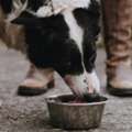 How Much Goat Milk Can I Give My Dog? A Simple Guide For Pet Parents