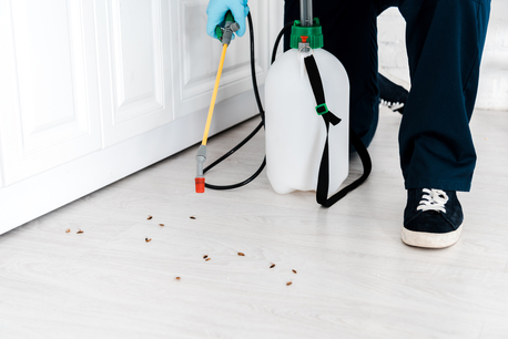Ahmedabad, Pest Control, Expert Cockroach Pest Control Services Ahmedabad | 100% Effective