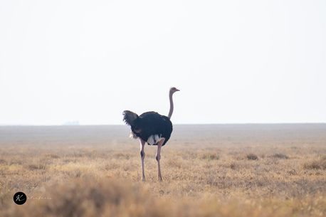 Nairobi, Travel, Maasai Mara Safari &ndash; Witness The Great Migration & Big Five Adventures