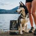 Best Dog Food Starter For Healthy Growth & Energy