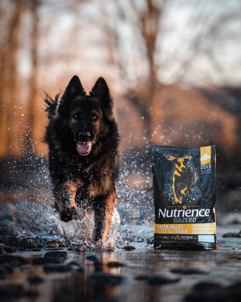 Mumbai, Pet Supplies, Best Dog Food Starter For Healthy Growth & Energy