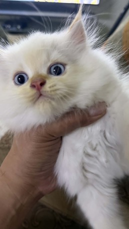 Dammam, Pet Adoption, I Am Looking For Someone Who Can Adopt A 2-month-old Female Kitten With White Fur