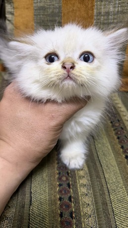 Dammam, Pet Adoption, I Am Looking For Someone Who Can Adopt A 2-month-old Female Kitten With White Fur