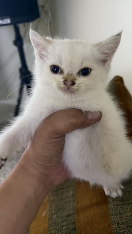 Dammam, Pet Adoption, I Am Looking For Someone Who Can Adopt A 2-month-old Female Kitten With White Fur