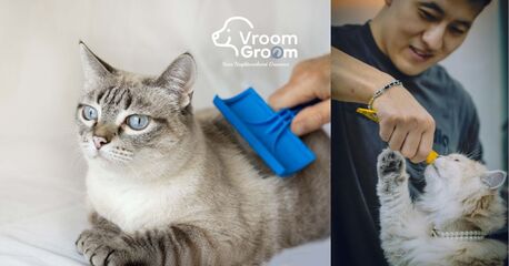 Dubai, Pet Sitting, Best Cat Groomer Dubai &ndash; Expert Feline Grooming At Your Door