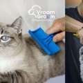 Best Cat Groomer Dubai &ndash; Expert Feline Grooming At Your Door