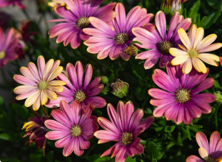 New York, Farm & Garden, USD 21,  Zion&trade; Pink Sun