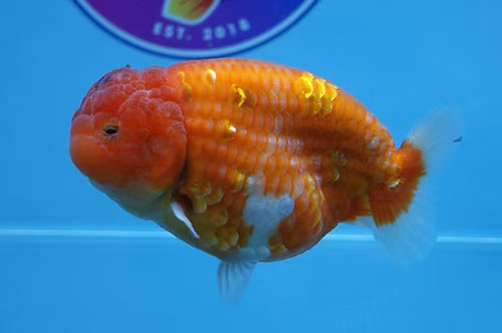 Austin, Pet Supplies, High Quality Fancy Goldfish