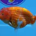 High Quality Fancy Goldfish