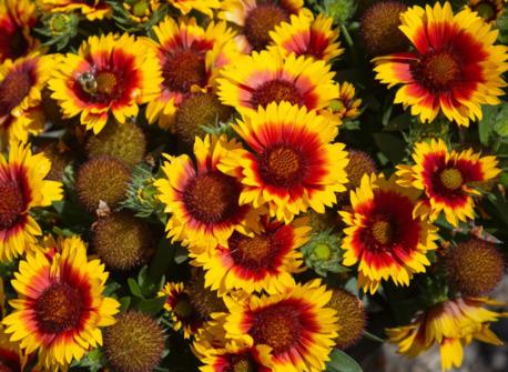 New York, Farm & Garden, USD 21,  SpinTop&reg; Red Starburst