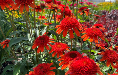 New York, Farm & Garden, USD 22,  Moab Sunset