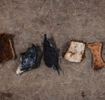 New York, Food, USD 55,  Get Premium Rawhide Chew Chips | Ugly Chews