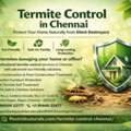 Termite Control Chennai | Pest Rid Naturals