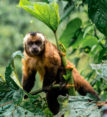 Toronto, Travel, Tambopata Reserve 4 Days Package | Wildlife & Jungle Tours