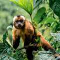 Tambopata Reserve 4 Days Package | Wildlife & Jungle Tours