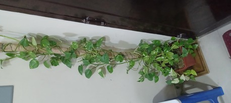 Hofuf, Farm & Garden, SAR 75,  Money Plant For Sale