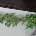 SAR 75,  Money Plant For Sale