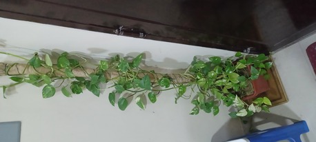 Hofuf, Farm & Garden, SAR 75,  Money Plant For Sale