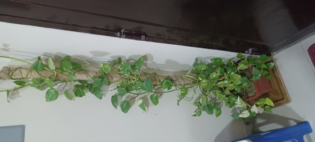 Hofuf, Farm & Garden, SAR 75,  Money Plant For Sale