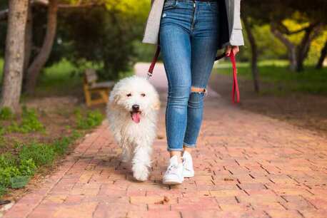 Cochin, Pet Sitting, Dog Walking Services In Kochi