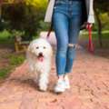 Dog Walking Services In Kochi