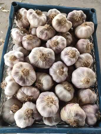 Milan, Farm & Garden, Fresh Garlic