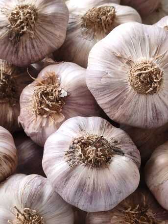 Milan, Farm & Garden, Fresh Garlic