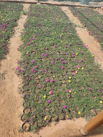 Riyadh, Farm/Garden, Professional Plant Maintenance & Irrigation Services