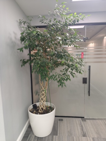 Riyadh, Farm/Garden, Professional Plant Maintenance & Irrigation Services