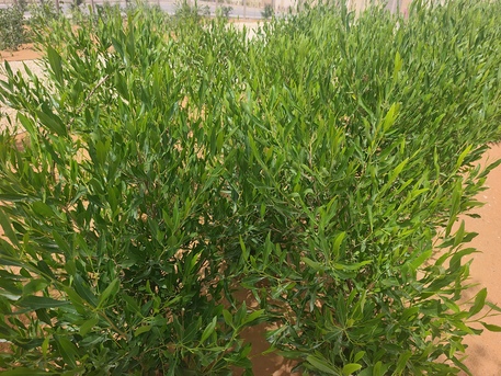 Riyadh, Farm/Garden, Professional Plant Maintenance & Irrigation Services