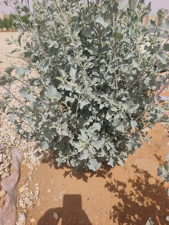 Riyadh, Farm/Garden, Professional Plant Maintenance & Irrigation Services