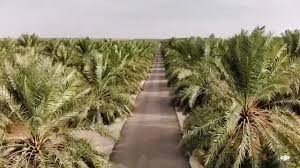Riyadh, Jobs, //////مهندس زراعي للإشراف على مزرعه خاصة //////