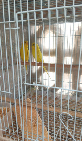 Dammam, Pet Supplies, SAR 280,  Budgies Parrot For Sale With Cage Price Slightly Negotiable