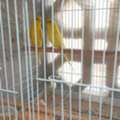 SAR 280,  Budgies Parrot For Sale With Cage Price Slightly Negotiable