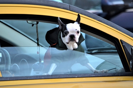 Dubai, Relocation, Pet Taxi Service Dubai