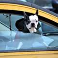 Pet Taxi Service Dubai
