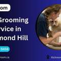 Dog Grooming Service In Richmond Hill | Trusted Care By Petgroom