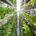 Biophilic Architecture