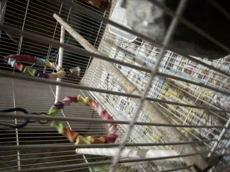 Dammam, Pet Supplies, SAR 50,  Big Bird Cage