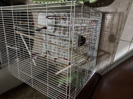 Dammam, Pet Supplies, SAR 50,  Big Bird Cage
