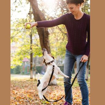 Washington DC, Pet Sitting, Better Walks Start With Leash Training On Capitol Hill