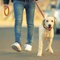 Dog Walking Services In Patna