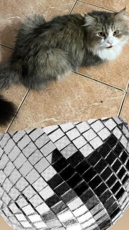 Jeddah, Pet Adoption, Urgently Looking For Adopters