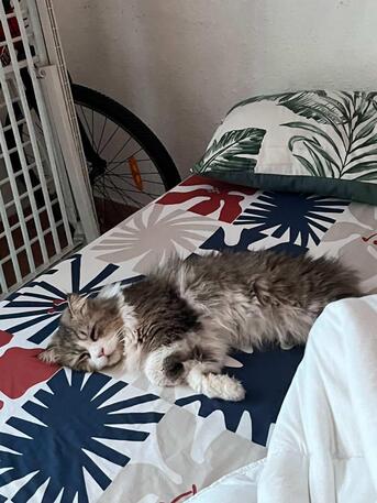 Jeddah, Pet Adoption, Urgently Looking For Adopters