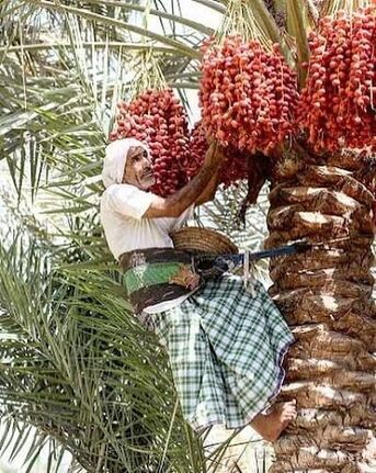 Manama, Jobs, Farmer/Palm Tree Arrangement Expert