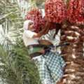 Farmer/Palm Tree Arrangement Expert