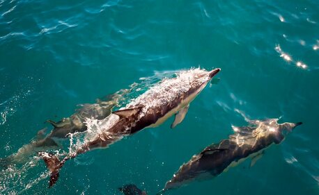 Dubai, Travel, Experience An Unforgettable Musandam Dolphin Trip With Scenic Views And Marine Encounters