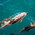 Experience An Unforgettable Musandam Dolphin Trip With Scenic Views And Marine Encounters