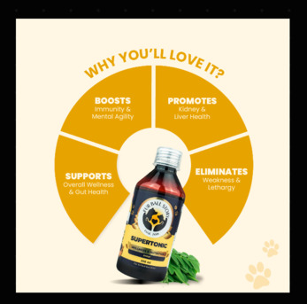 Gurgaon, Pet Sitting, Not Lazy&hellip; Just Missing Something