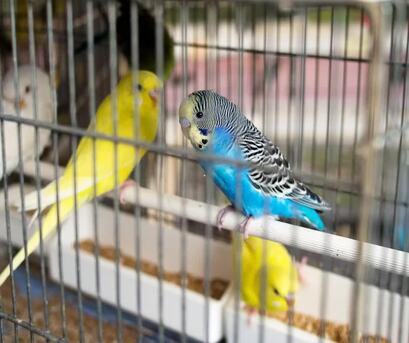 Riyadh, Pet Supplies, SAR 50,  Birds Parrot For Sale